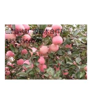 苹果树出售、2-5公分苹果树、苹果树供应